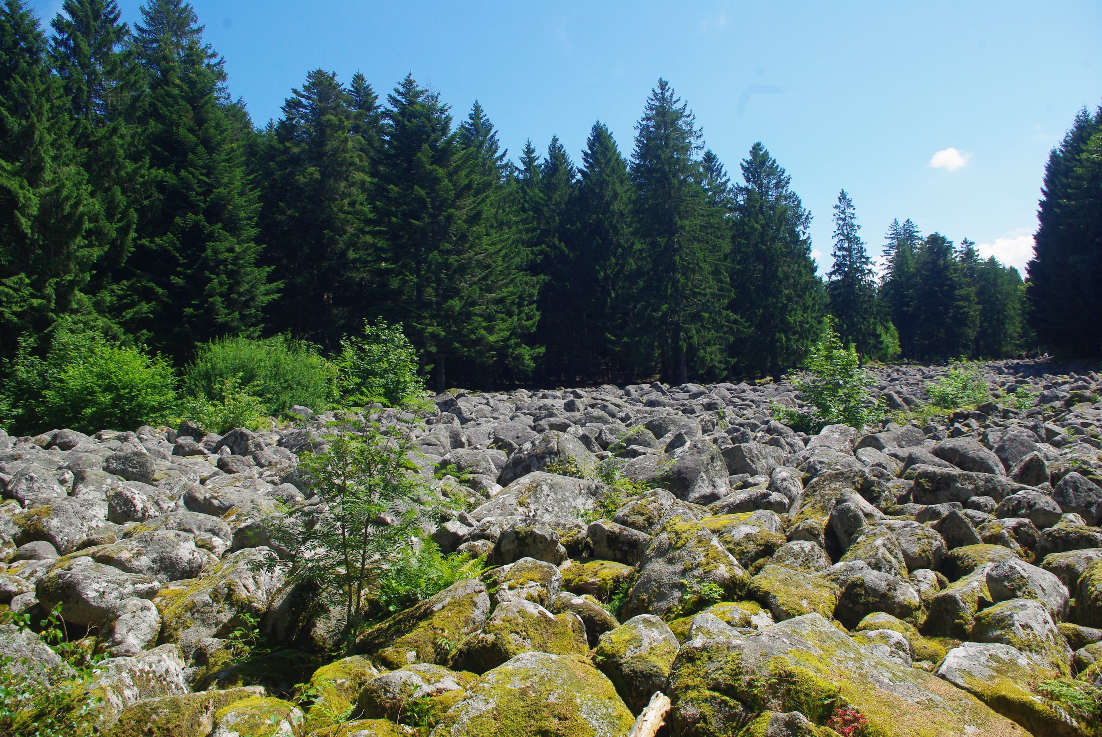 Forêts vosgiennes
